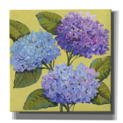 Image of 'Spring Hydrangeas I' by Tim O'Toole, Canvas Wall Art