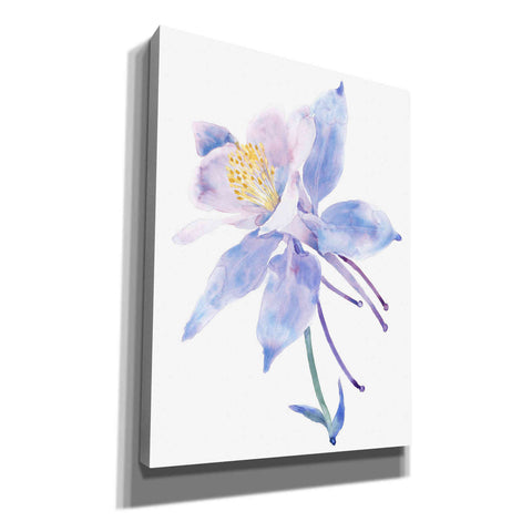 Image of 'Columbine Bloom II' by Tim O'Toole, Canvas Wall Art