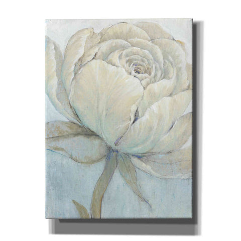 Image of 'English Rose II' by Tim O'Toole, Canvas Wall Art