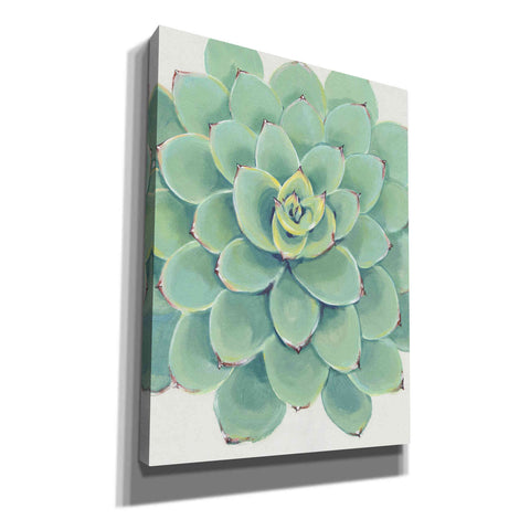 Image of 'Pastel Succulent III' by Tim O'Toole, Canvas Wall Art