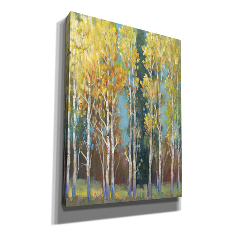 Image of 'Aspen Grove I' by Tim O'Toole, Canvas Wall Art