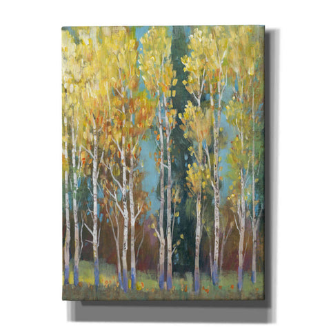 Image of 'Aspen Grove I' by Tim O'Toole, Canvas Wall Art