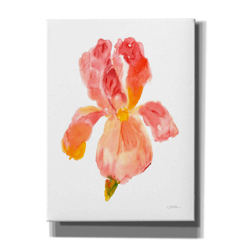 Image of 'Sunset Blooms II' by Tim O'Toole, Canvas Wall Art