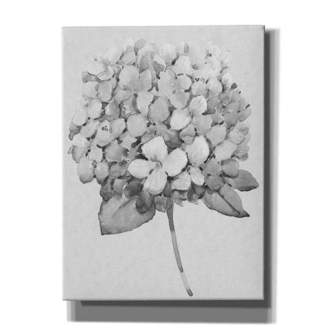 Image of 'Silvertone Floral II' by Tim O'Toole, Canvas Wall Art