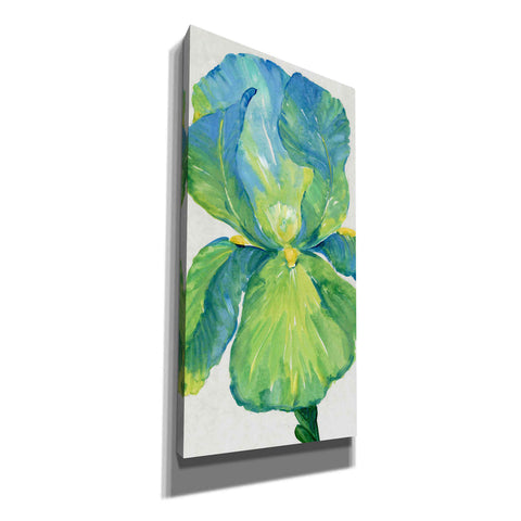 Image of 'Iris Bloom in Green I' by Tim O'Toole, Canvas Wall Art