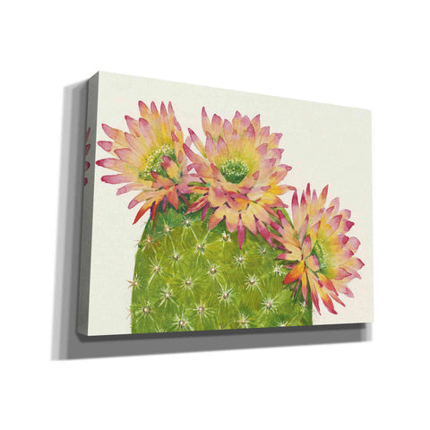Image of 'Desert Blossoms I' by Tim O'Toole, Canvas Wall Art