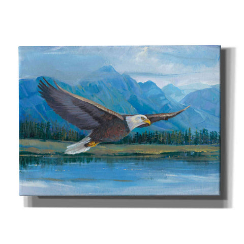Image of 'Eagle Soaring' by Tim O'Toole, Canvas Wall Art