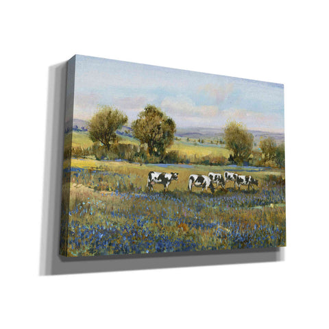 Image of 'Field of Cattle I' by Tim O'Toole, Canvas Wall Art