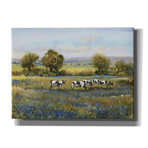 Image of 'Field of Cattle I' by Tim O'Toole, Canvas Wall Art