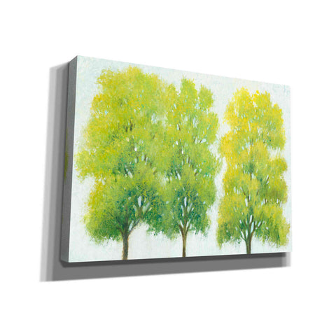 Image of 'Spring Eternal I' by Tim O'Toole, Canvas Wall Art
