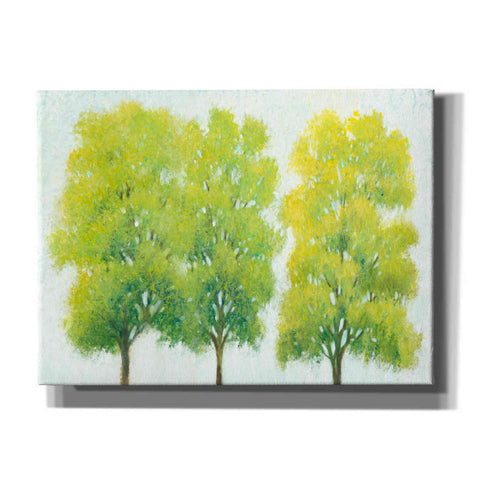 Image of 'Spring Eternal I' by Tim O'Toole, Canvas Wall Art