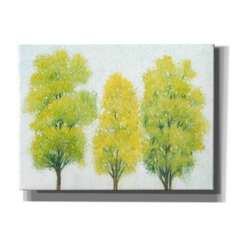 Image of 'Spring Eternal II' by Tim O'Toole, Canvas Wall Art