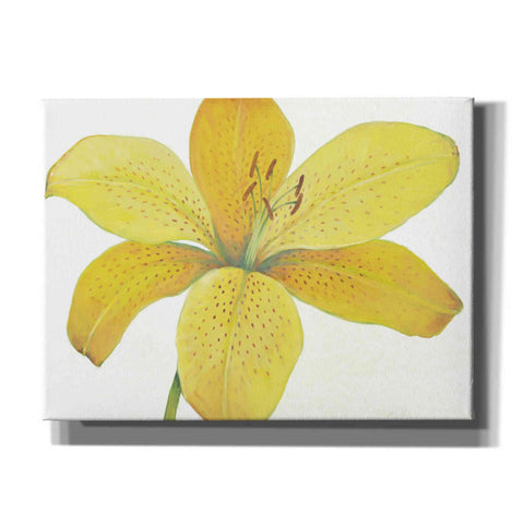 Image of 'Citron Tiger Lily II' by Tim O'Toole, Canvas Wall Art