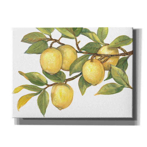 Image of 'Ripe for Picking I' by Tim O'Toole, Canvas Wall Art