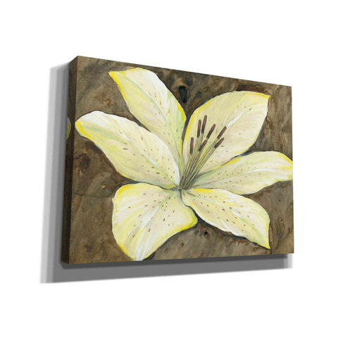 Image of 'Neutral Lily I' by Tim O'Toole, Canvas Wall Art