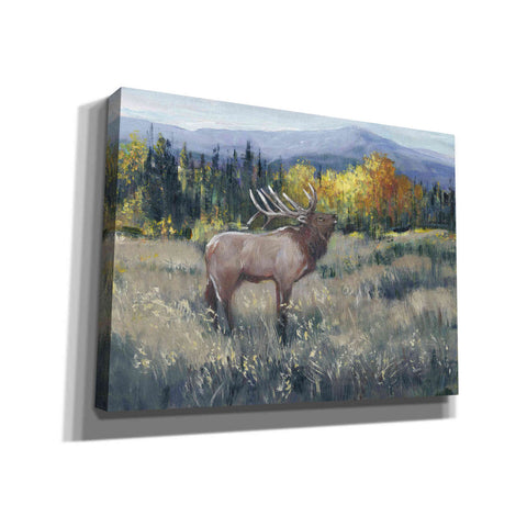 Image of 'Rocky Mountain Elk II' by Tim O'Toole, Canvas Wall Art