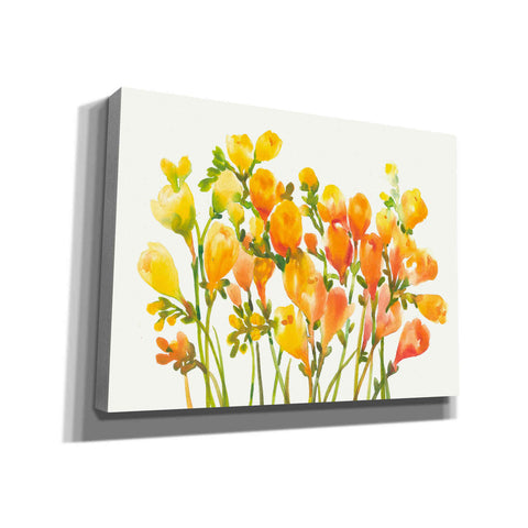 Image of 'Freesia I' by Tim O'Toole, Canvas Wall Art