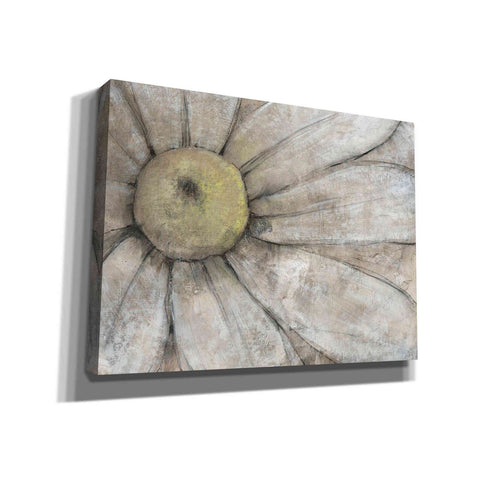 Image of 'Close-Up Daisy I' by Tim O'Toole, Canvas Wall Art