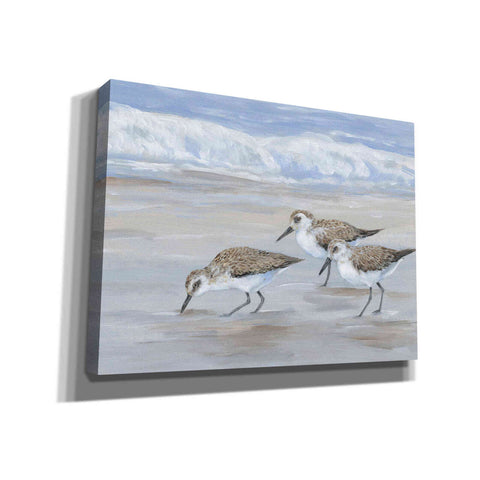 Image of 'Sandpipers II' by Tim O'Toole, Canvas Wall Art