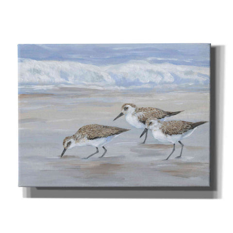 Image of 'Sandpipers II' by Tim O'Toole, Canvas Wall Art