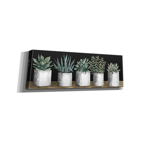 Image of 'Succulent Row' by Cindy Jacobs, Canvas Wall Art