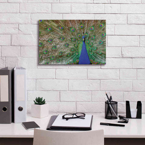 Image of 'Peacock' by Lori Deiter, Canvas Wall Art,18 x 12