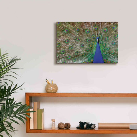 Image of 'Peacock' by Lori Deiter, Canvas Wall Art,18 x 12