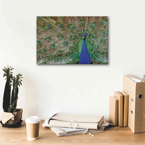 Image of 'Peacock' by Lori Deiter, Canvas Wall Art,18 x 12