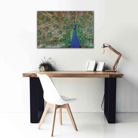 Image of 'Peacock' by Lori Deiter, Canvas Wall Art,40 x 26
