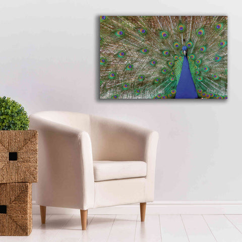 Image of 'Peacock' by Lori Deiter, Canvas Wall Art,40 x 26