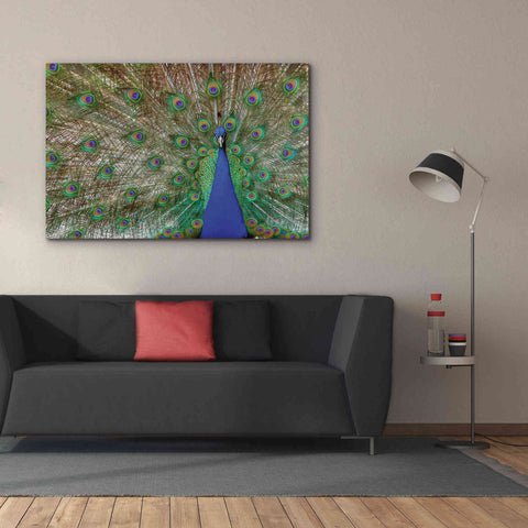 Image of 'Peacock' by Lori Deiter, Canvas Wall Art,60 x 40