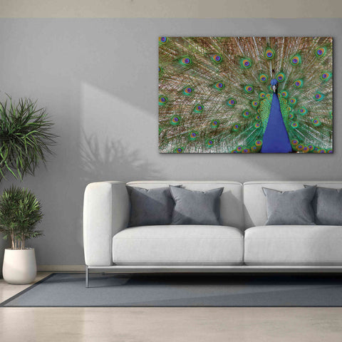 Image of 'Peacock' by Lori Deiter, Canvas Wall Art,60 x 40