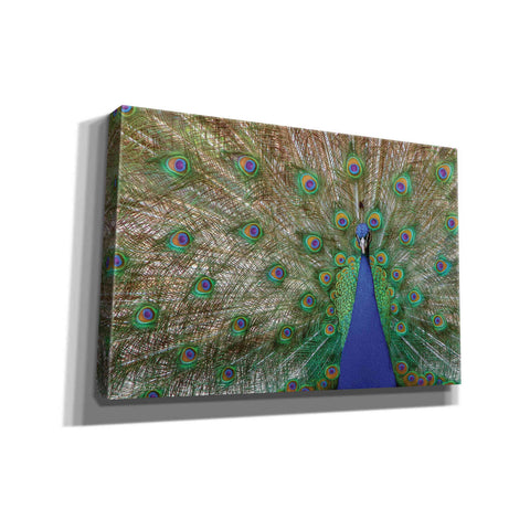Image of 'Peacock' by Lori Deiter, Canvas Wall Art