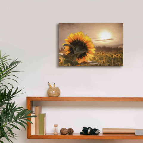 Image of 'Sunlit Sunflower' by Lori Deiter, Canvas Wall Art,18 x 12