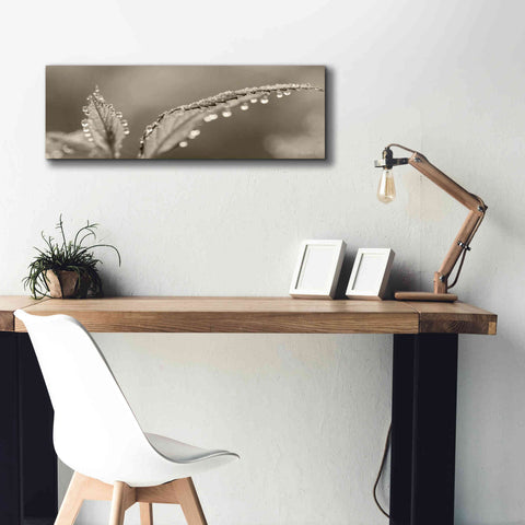 Image of 'Dewey Morning' by Lori Deiter, Canvas Wall Art,36 x 12