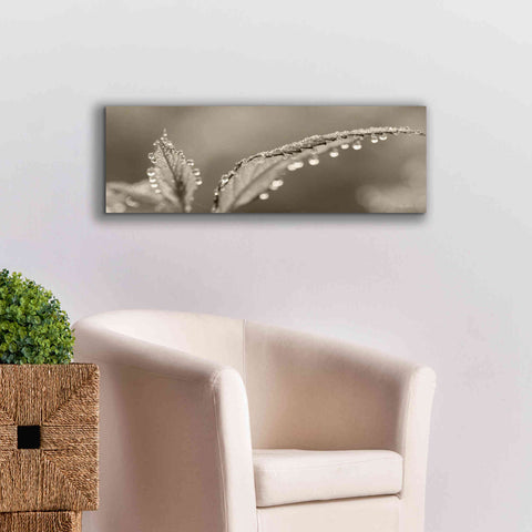 Image of 'Dewey Morning' by Lori Deiter, Canvas Wall Art,36 x 12