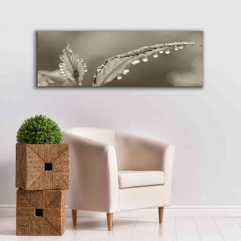 Image of 'Dewey Morning' by Lori Deiter, Canvas Wall Art,60 x 20