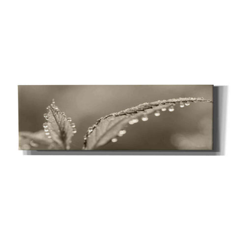 Image of 'Dewey Morning' by Lori Deiter, Canvas Wall Art