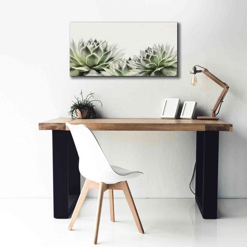 Image of 'Soft Succulents I' by Lori Deiter, Canvas Wall Art,40 x 20