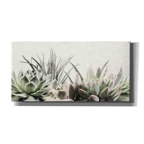 Image of 'Soft Succulents II' by Lori Deiter, Canvas Wall Art