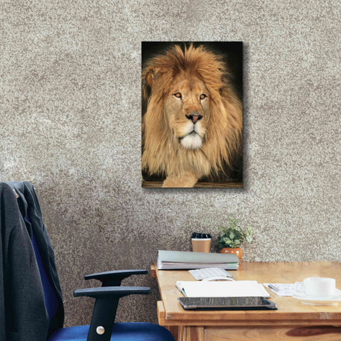 Image of 'King of the Jungle' by Lori Deiter, Canvas Wall Art,18 x 26