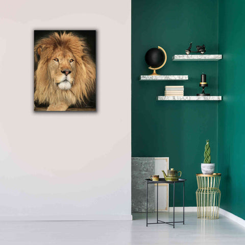 Image of 'King of the Jungle' by Lori Deiter, Canvas Wall Art,26 x 34
