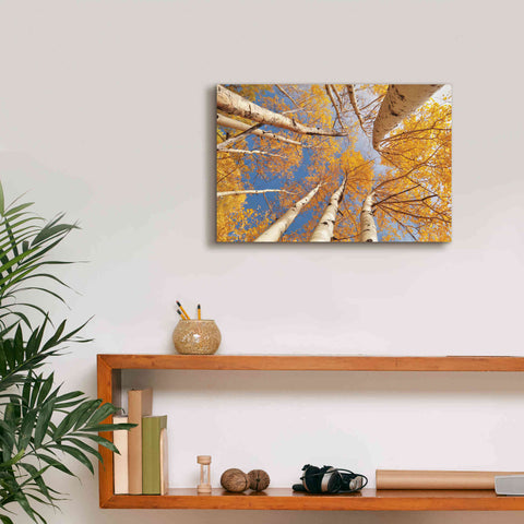 Image of 'Aspen II' by Lori Deiter, Canvas Wall Art,18 x 12