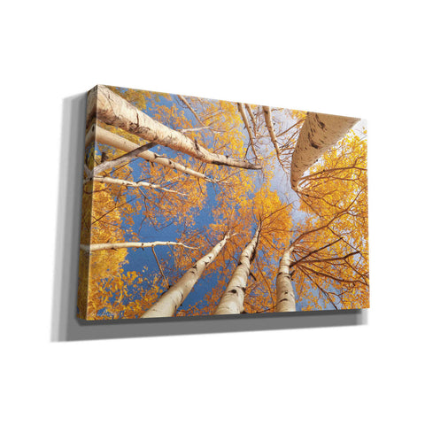 Image of 'Aspen II' by Lori Deiter, Canvas Wall Art