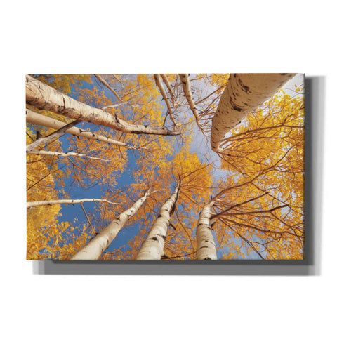Image of 'Aspen II' by Lori Deiter, Canvas Wall Art