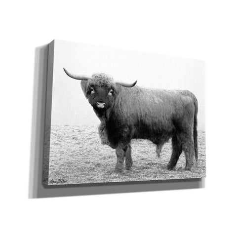 Image of 'Scotty the Bull' by Lori Deiter, Canvas Wall Art