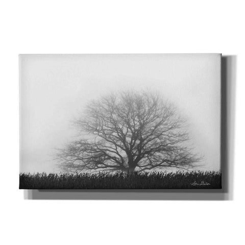 Image of 'Foggy Old Tree' by Lori Deiter, Canvas Wall Art