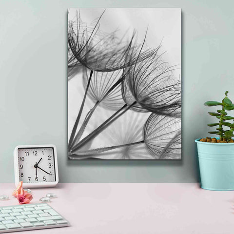 Image of 'Goatsbeard II' by Lori Deiter, Canvas Wall Art,12 x 16