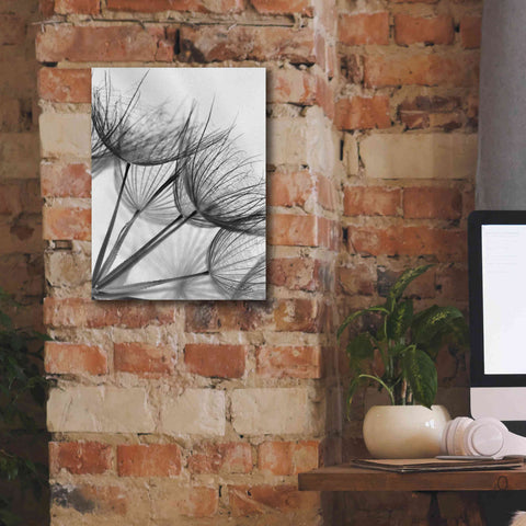 Image of 'Goatsbeard II' by Lori Deiter, Canvas Wall Art,12 x 16