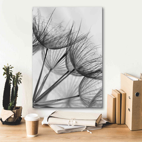 Image of 'Goatsbeard II' by Lori Deiter, Canvas Wall Art,18 x 26